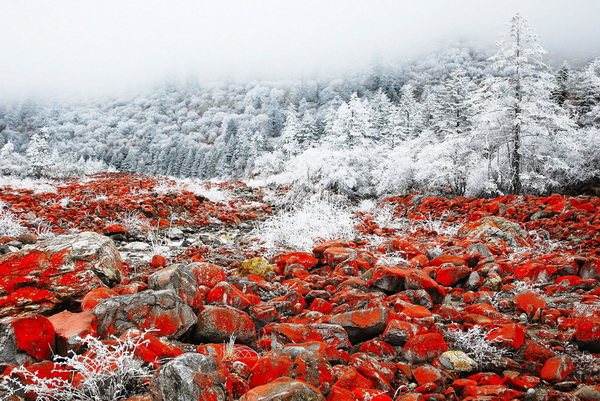入选奖 吴熠 血与雪的贴近.jpg